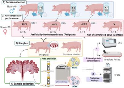 Different seminal ejaculated fractions in artificial insemination condition the protein cargo of oviductal and uterine extracellular vesicles in pig